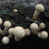 Pholiota squarrosoides 'Scaly Pholiota'